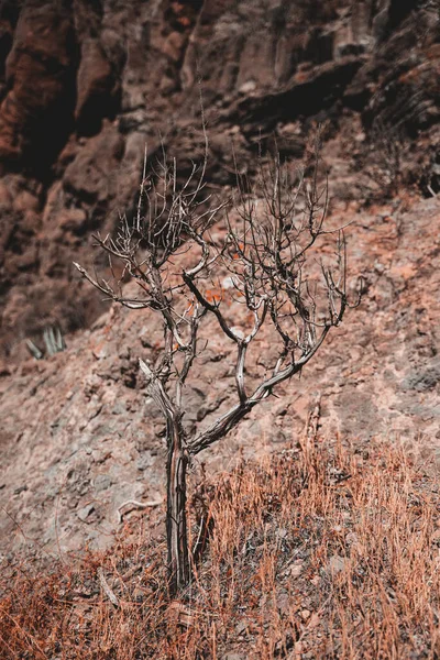 산에서 자라고 나무가 극적으로 보인다 Gran Canaria Spain 수직적 스톡 이미지