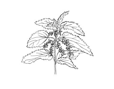 Black and white illustration of nettle with seeds. Natural medicine, herb. White background.	