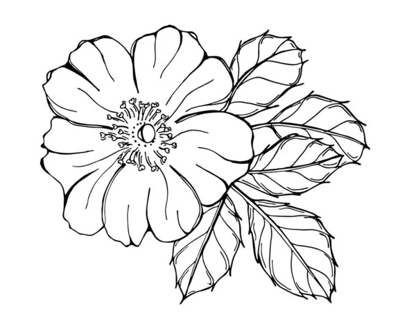 Black White Illustration Wild Rose Isolated White Background Hand Drawn — 图库矢量图片