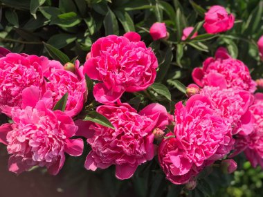 Bahçede çiçek açan muhteşem pembe şakayıklar. Kartpostal İnanılmaz çiçek konsepti. Çiçekli şakayıklar. Yaz çiçekli kompozisyon. Doğal eko kavramı.