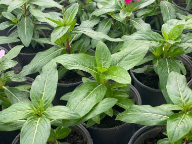 Bahçeye yakın bir yerde serada bitki yetiştirin. Yaratıcı ekme, yeniden kullanma, organik büyüme, çevre dostu konsept.