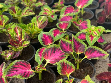 TitleClose up of seedlings growing from the top. Recycle, reuse to reduce waste and grow your own food. Adding ozone to the world. Edible plants gradning in pots made from recycled plastic packiging.