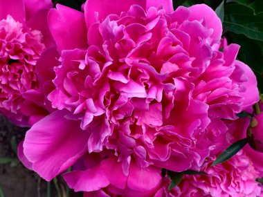 Güzel çiçekler, çiçek konsepti