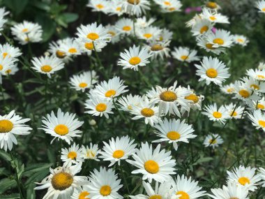 Bir sürü kır çiçeğinin olduğu bir tarla. Papatya çayı, seçici bir odak. Yaz çiçekleri güneşli bir günde bahçede kapanıyor. Çiçekli papatya çayı.