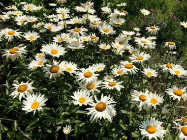 Kapalı bir tarlada papatyalar, yaz çiçekleri, bahçede papatyalar, mükemmel bir yaz duvar kağıdı.