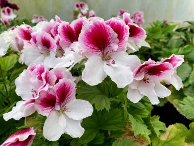 Mor ve beyaz Pelargonium çiçekleri, Pelargonium çiçekleri bahçede. Yakın plan Pelargonium çiçekleri. Sardunya çiçekleri