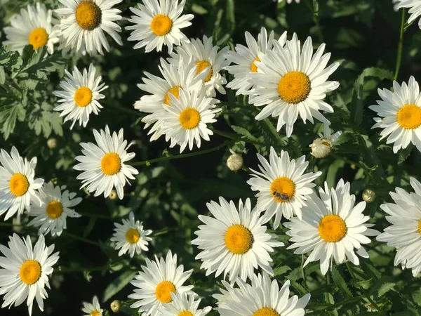 Daisies Field Close Summer Flowers Chamomiles Garden Perfect Summer Wallpaper — Stockfoto