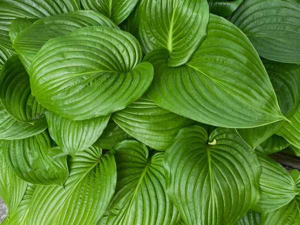 Amazing Abstract Texture Green Hosta Leaves Close Natural Green Juicy — Stockfoto