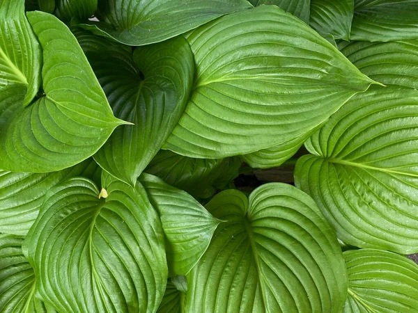 Achtergrond Groene Bladeren Van Waardplant Versheidsconcept Natuurlijke Bladeren Van Groene — Stockfoto