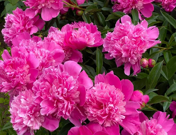 Hermosas Peonías Rosas Florecientes Jardín Una Postal Concepto Flores Florecientes — Foto de Stock