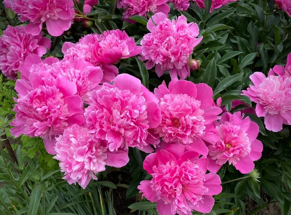 Uma Flor Rosa Incrível Flores Peônia Fechar Jardim Foco Seletivo — Fotografia de Stock