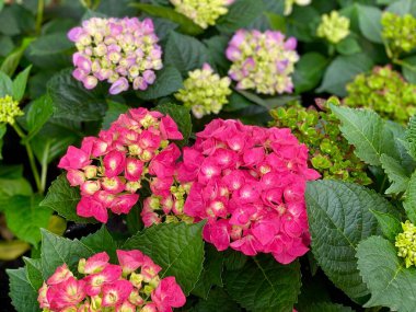 Parlak pembe ortanca macrophylla, güzel çalı fasulyesi, çiçek açan ortanca yakın plan. Çiçek açan hortensiya.