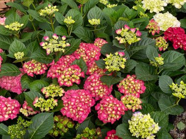 Renkli Hydrangea (Hydrangea makrophylla) ya da çiçek saksılarındaki Hortensia Çiçeği. Doğal Işık.