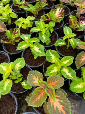 Çiçek saksılarında bir sürü harika renkli filizler var. Yeşil ve sarı yapraklar, renkli bitkiler, tarım konsepti, ekoloji, çevre dostu, sürdürülebilir yaşam.