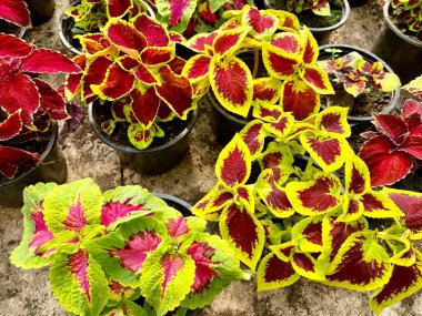 Çiçek saksılarında olağandışı parlak çok renkli filizler var. Sarı ve kırmızı yapraklar, renkli bitkiler, tarım kavramı.