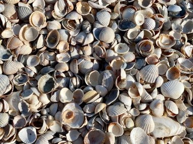 Tasarım için desenli soyut yaz arkaplanı. Deniz kabukları ve kum yüzeyi karışımı, odak yok, metin için kopyalama alanı, duvar kağıdı 