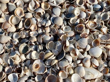 Tasarım için desenli soyut yaz arkaplanı. Deniz kabukları ve kum yüzeyi karışımı, odak yok, metin için kopyalama alanı, duvar kağıdı 