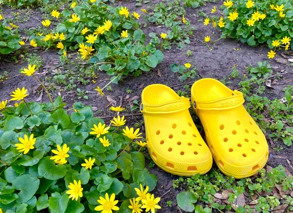 Bright Yellow Crocs Footwear Surrounded Blooming Yellow Flowers Argentina Anserina — Stockfoto