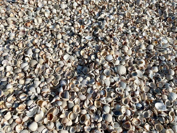 Sfondo Con Ciottoli Mare Conchiglie Sulla Spiaggia Perfetto Sfondo Estivo — Foto Stock