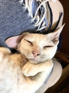 İnanılmaz uyuyan kedi Devon-rex yakın çekim. Hoş bir konsept. Macro vuruldu, komik bir pozisyonda uyuyor.
