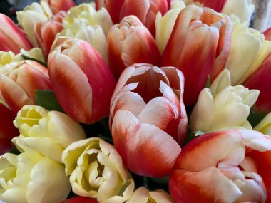 tulips. beautiful tulip. flowers in the form of the garden.