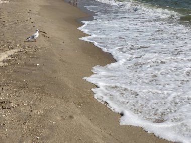 the beach and a large sea wave