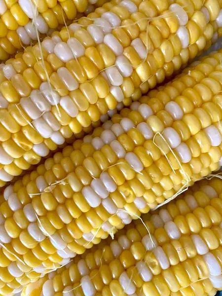 Sárga Kukorica Friss Érett Kukorica Közelkép — Stock Fotó