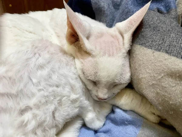 Ładny Futrzany Kot Leżący Kocem Spać Jego Ramionach Zbliżenie — Zdjęcie stockowe