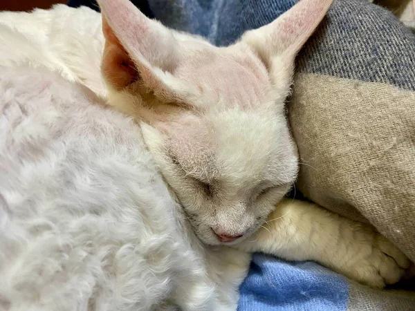 sleeping cat, cat lying on the couch at home, closeup. domestic animals