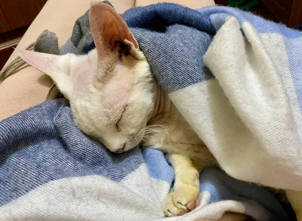 Een Schattige Jonge Lieve Witte Kat Slaapt Het Bed Een — Stockfoto