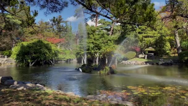 Sebuah Heron Putih Bermain Kolam Jepang Dalam Taman — Stok Video