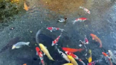 Güzel ve renkli bir Japon sazan balığı küçük bir Japon gölünde yüzer.