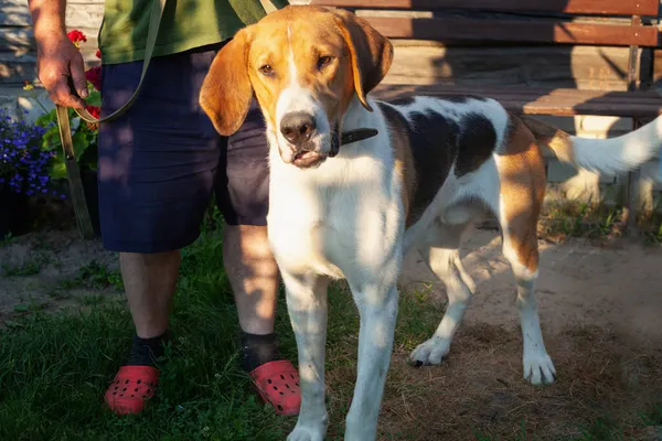 In der Nähe eines Mannes liegt ein großer Jagdhund. Schuppen an der Leine — Stockfoto