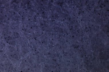 Miselyum küf ağının mor arka planı. Mukor mantarı