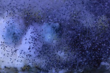 İnce ağ kalıbının mavi arka planı. Makro, soyutlama