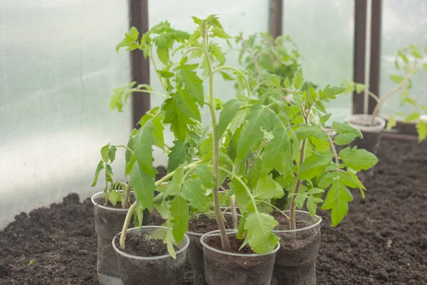 På våren togs tomatplantor ut till växthuset för transplantation till marken — Stockfoto