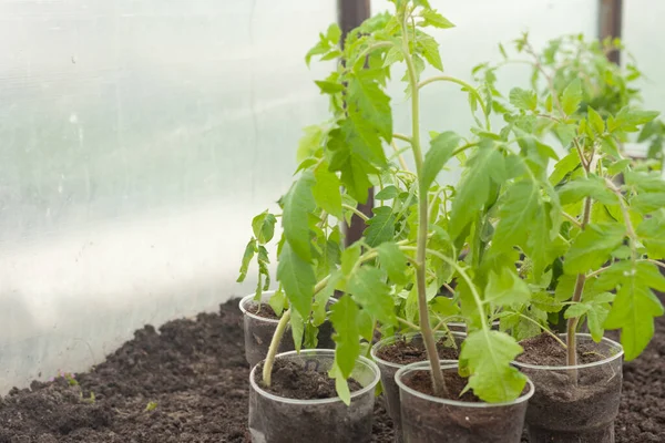 Tomatplantor finns i koppar i växthuset. förberedelse för transplantation — Stockfoto