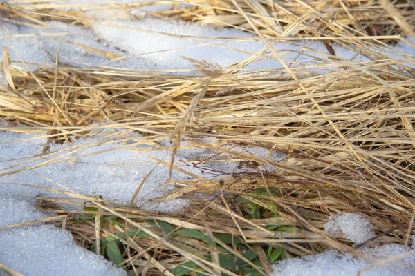 Neve Sciolta Sugli Steli Erba Gialla — Foto Stock