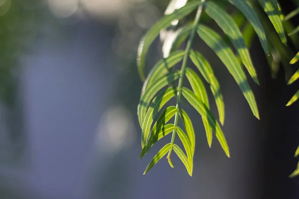 backlit garden tree Vegetable wallpaper. green branches.