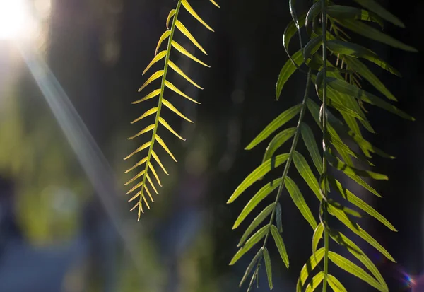 backlit garden tree Vegetable wallpaper. green branches.