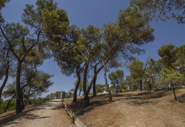 La Ventilla, Madrid, İspanya parkındaki çam ağaçlarının arasında yürümek için toprak yol..