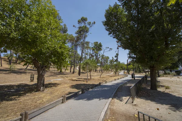 Sentiero Sterrato Passeggiare Tra Boschetto Pini Nel Parco Ventilla Madrid — Foto Stock