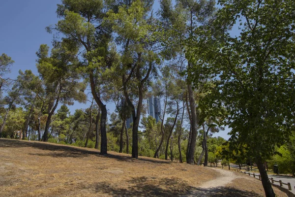 Sentier Terre Pour Promener Entre Bosquet Pins Dans Parc Ventilla — Photo