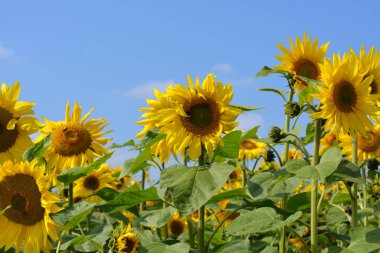 Ayçiçeği tarlası, güneşli bir yaz gününde mükemmel çiçekler.