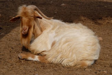 Billy goat with long beard and horns, lying down