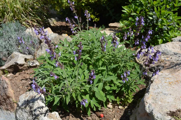 Zsálya Más Néven Salvia Officinalis Egy Öntözött Mediterrán Gyógynövény Kert — Stock Fotó