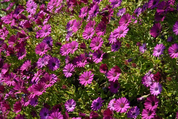 Osteospermum Eller Tusenbuske Med Vackra Lila Blommor Sommaren — Stockfoto