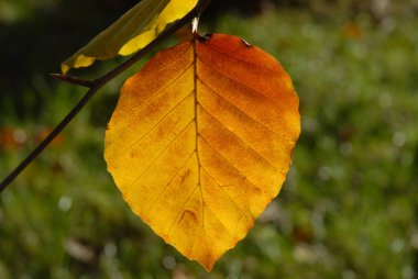 Single golden autumn leaf on twig