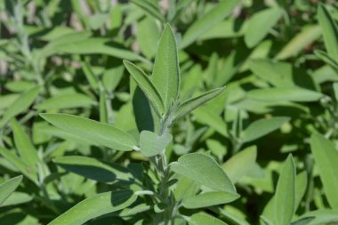 Common sage, Salvia officinalis, a culinary herb, selective focus on fresh green new growth