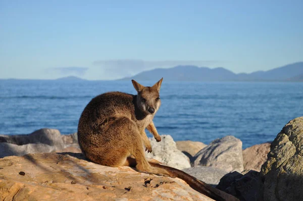 Allied Rock Wallaby Petrogale Assimilis Wild Wallabies Breakwater Nelly Bay — Stock Photo, Image
